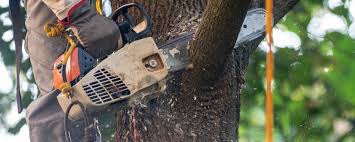 Trusted Palm Shores, FL Tree Services Experts